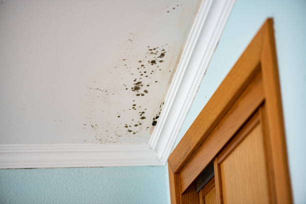Best DIY Mold Remediation Support Services in Loretto, TN